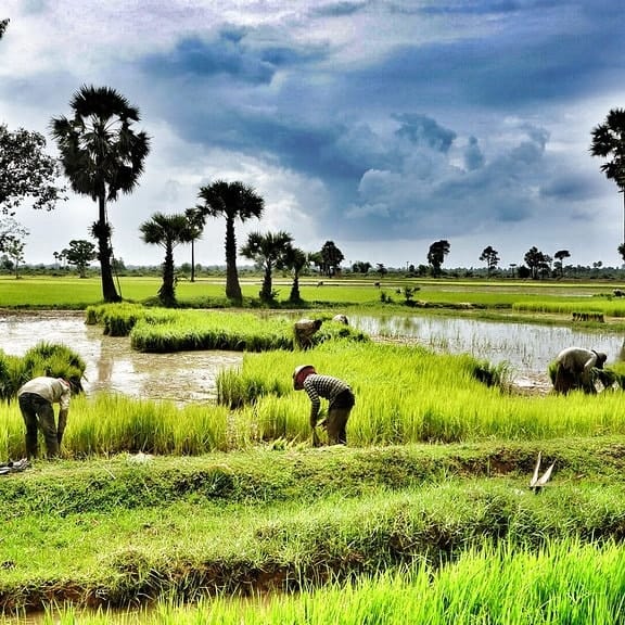 Green Rice Field In Cambodia
