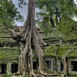 Ta Prohm Temple